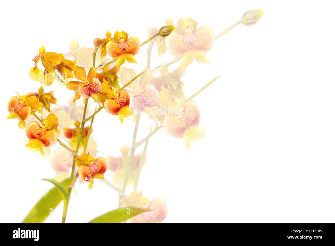 Yellow Oncidium orchid Stock Photo