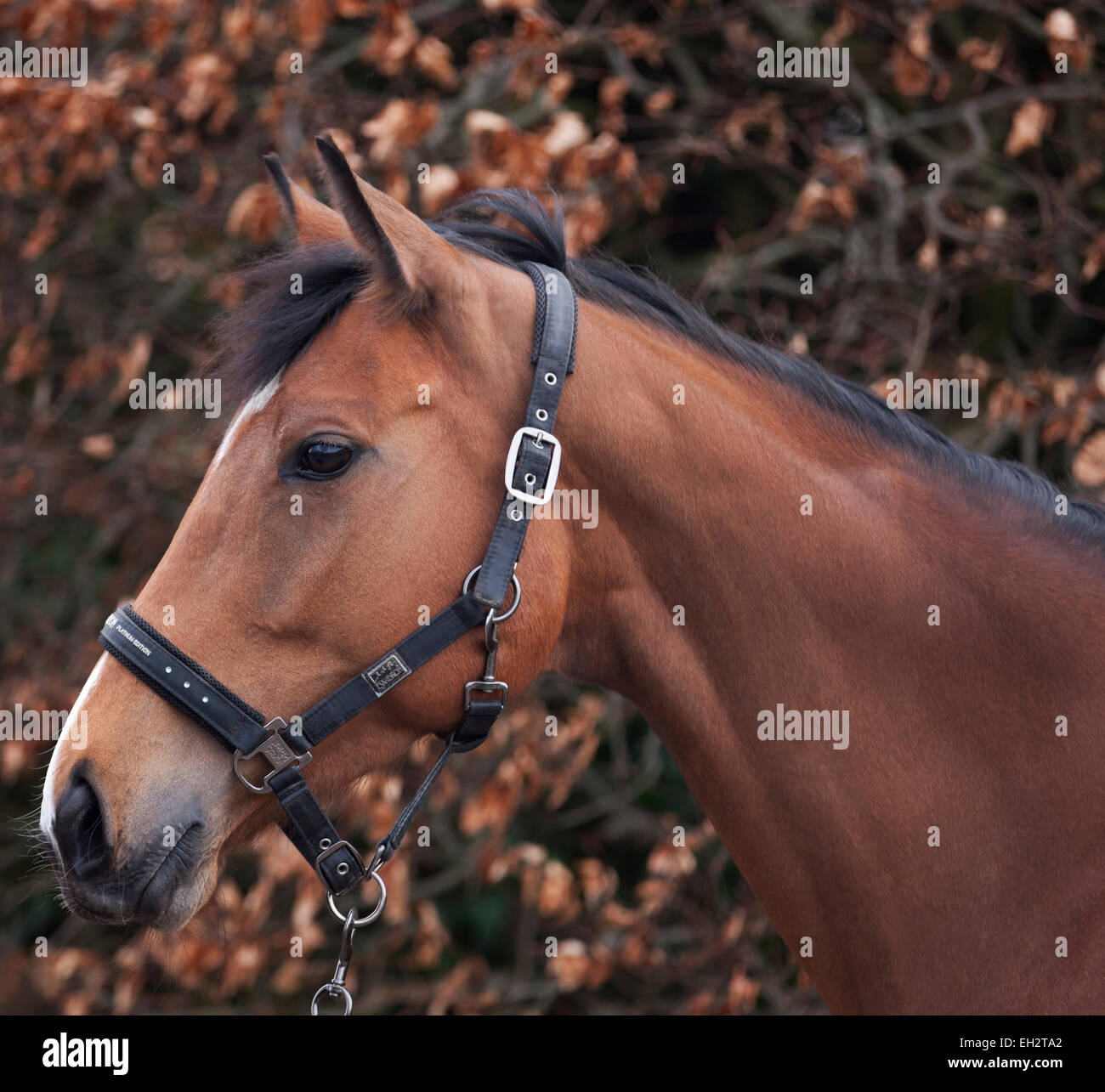 A portrait of a Thoroughbred horse Stock Photo