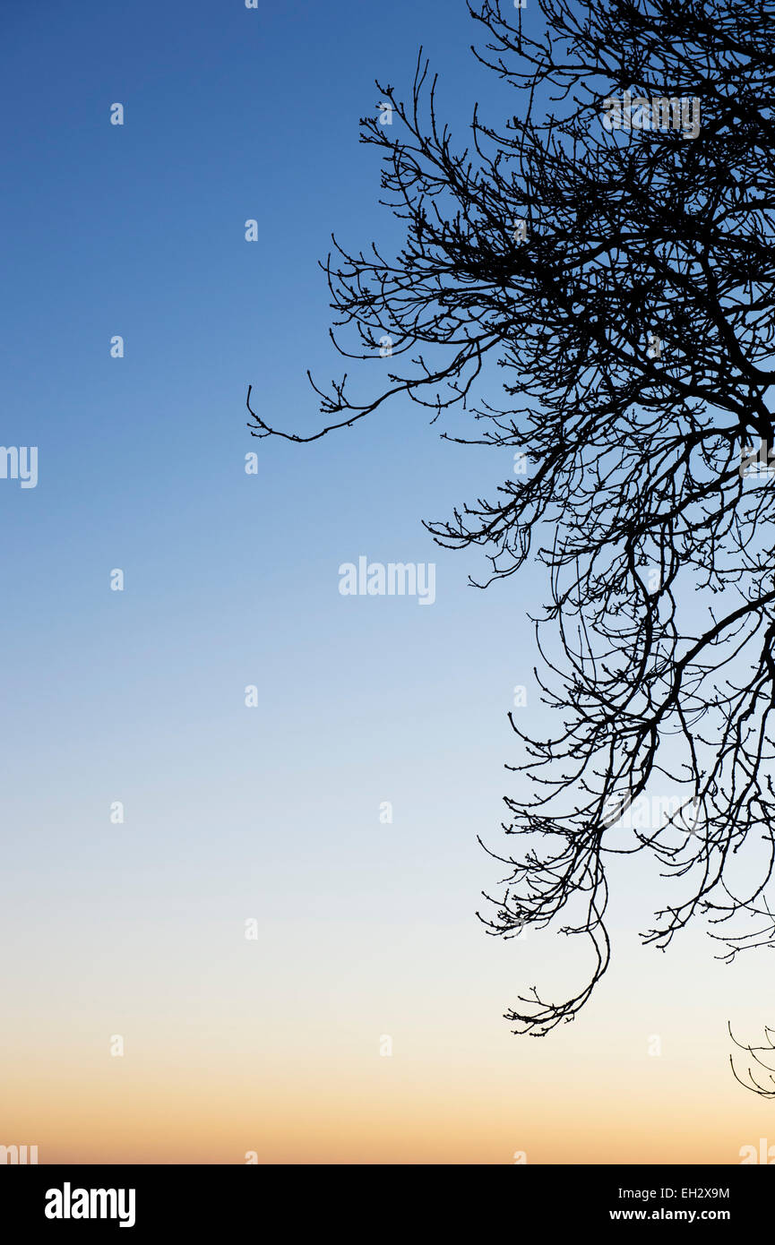 Winter tree branches silhouette hi-res stock photography and images - Alamy