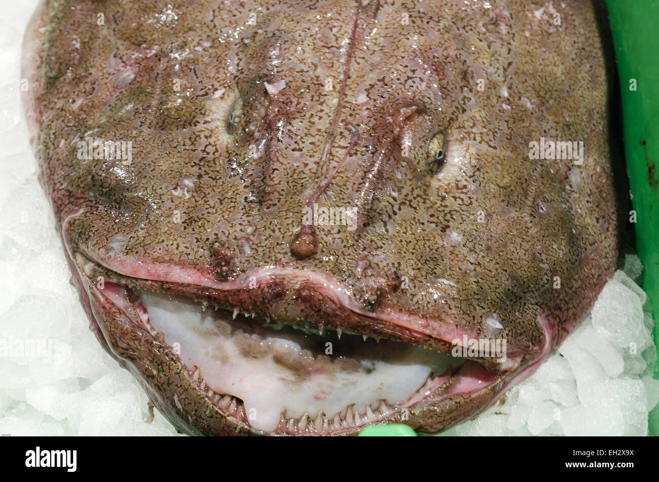 A very ugly but veru good fish to eat its a monk fish Stock Photo