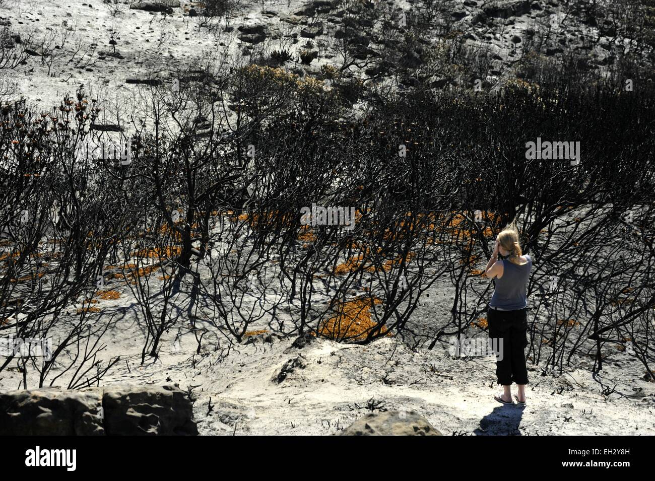 Cape Town, South Africa. 5th March, 2015. Burnt vegetation and scorched rocks at Silver mine on Our Kaapse Weg left after five days of wild fires that have destroyed thousands of hectares of land on the Cape Peninsula south of Table Mountain.      The fires stretched across the mountain from Muizenburg in the east over to Hout Bay and Fishhoek in the west. Strong winds have been hampering efforts to contain the fires. Credit:  STUART WALKER/Alamy Live News Stock Photo