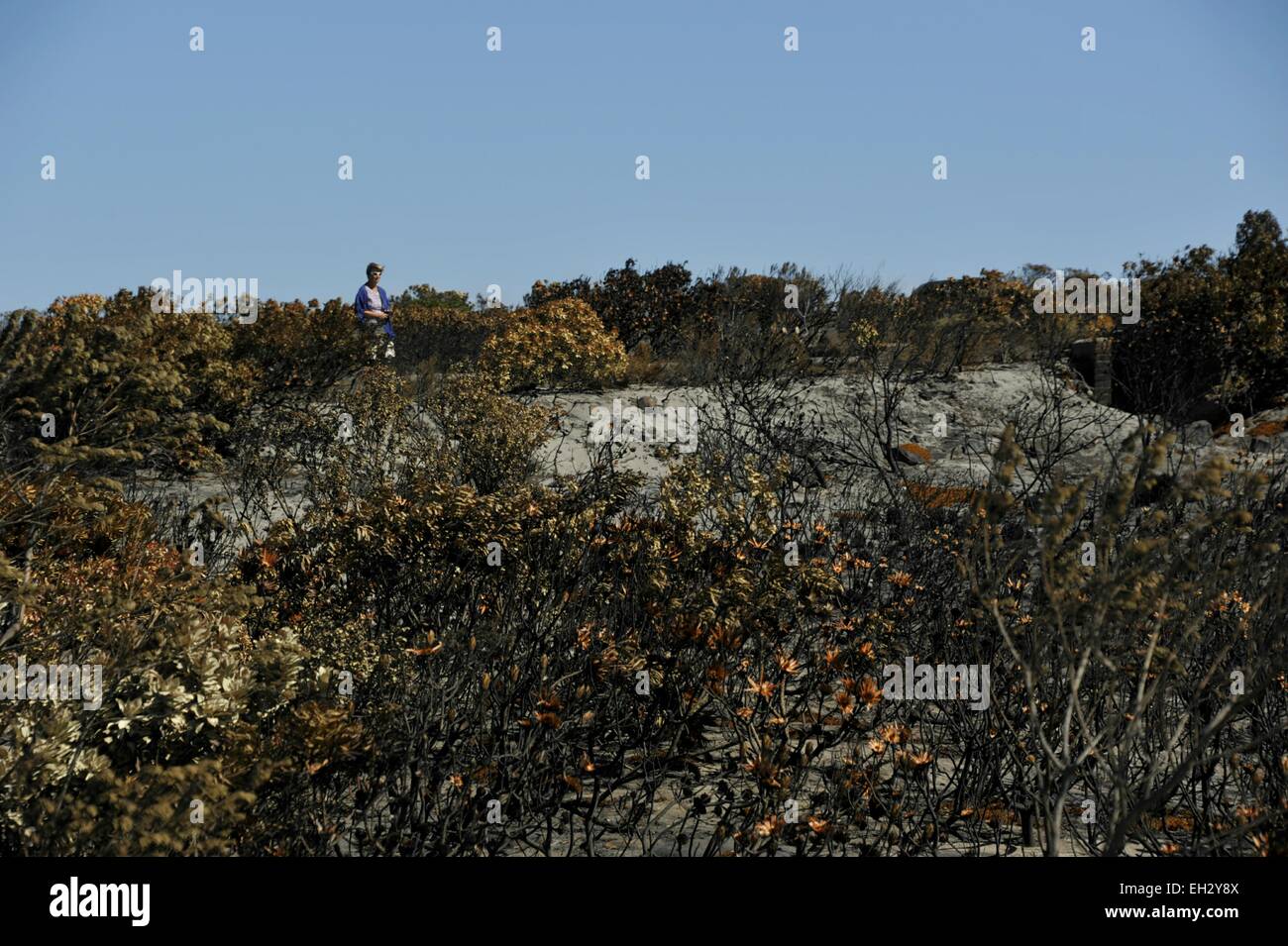 Cape Town, South Africa. 5th March, 2015. A women takes a photo of the burnt vegetation and scorched rocks at Silvermine on Our Kaapse Web high above Constantia and Tokai. Five days of wild fires that have destroyed thousands of hectares of land on the Cape Peninsula south of Table Mountain.      The fires stretched across the mountain from Muizenburg in the east over to Hout Bay and Fishhoek in the west. Strong winds have been hampering efforts to contain the fires. Credit:  STUART WALKER/Alamy Live News Stock Photo