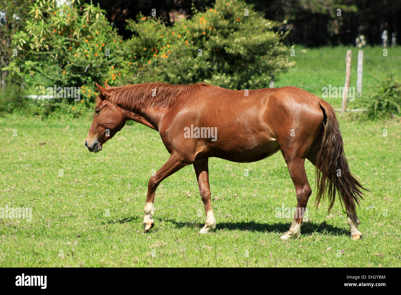 A horse in a farmers pasture in Cotacachi, Ecuador Stock Photo