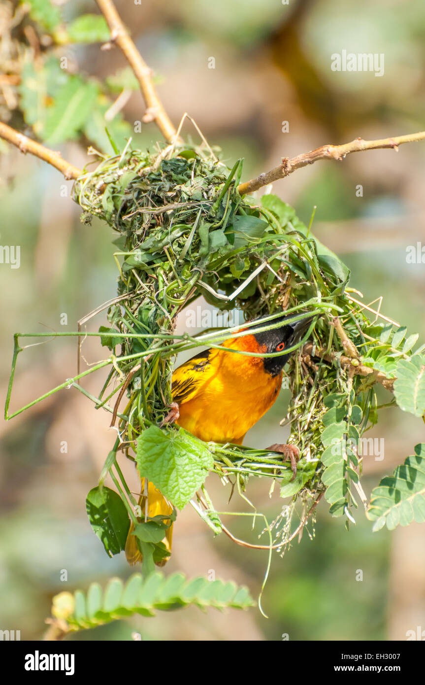 A male weaver bird bussy building a nest with which he can impress a female. Stock Photo