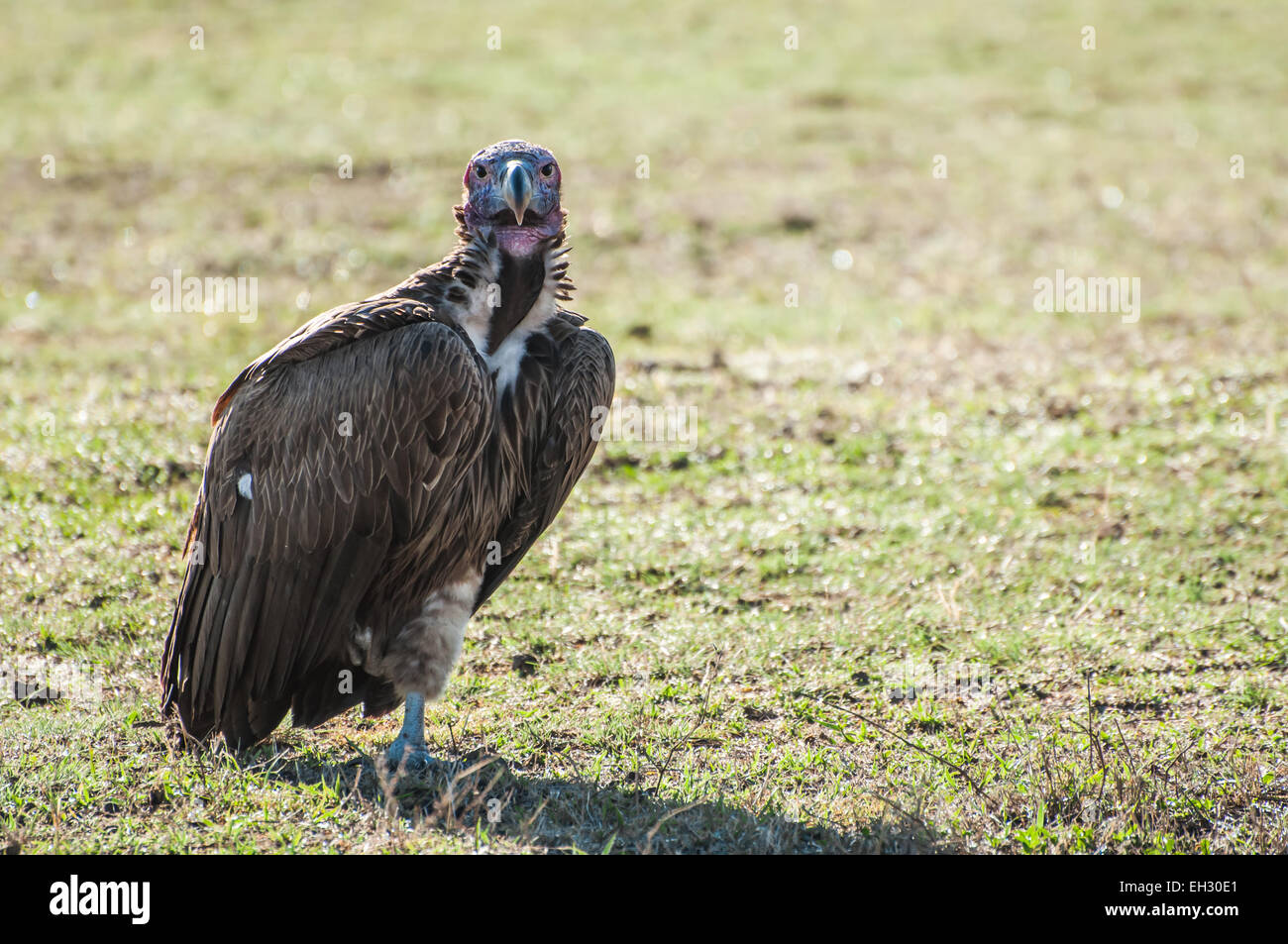 A single vulture sits on the grass, while resting on one leg. Stock Photo