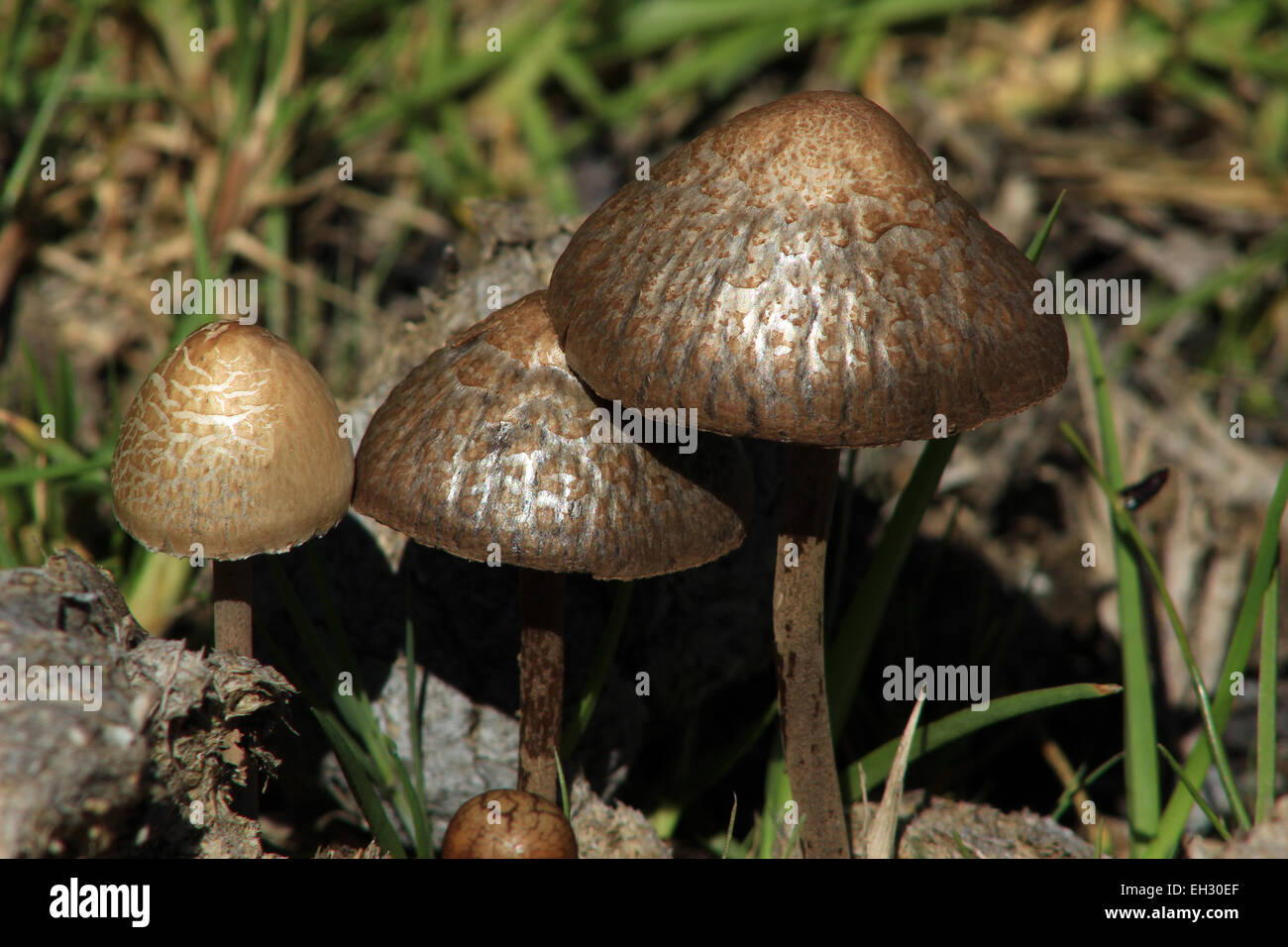 Mushrooms growing in a pasture on a farm in Cotacachi, Ecuador Stock Photo