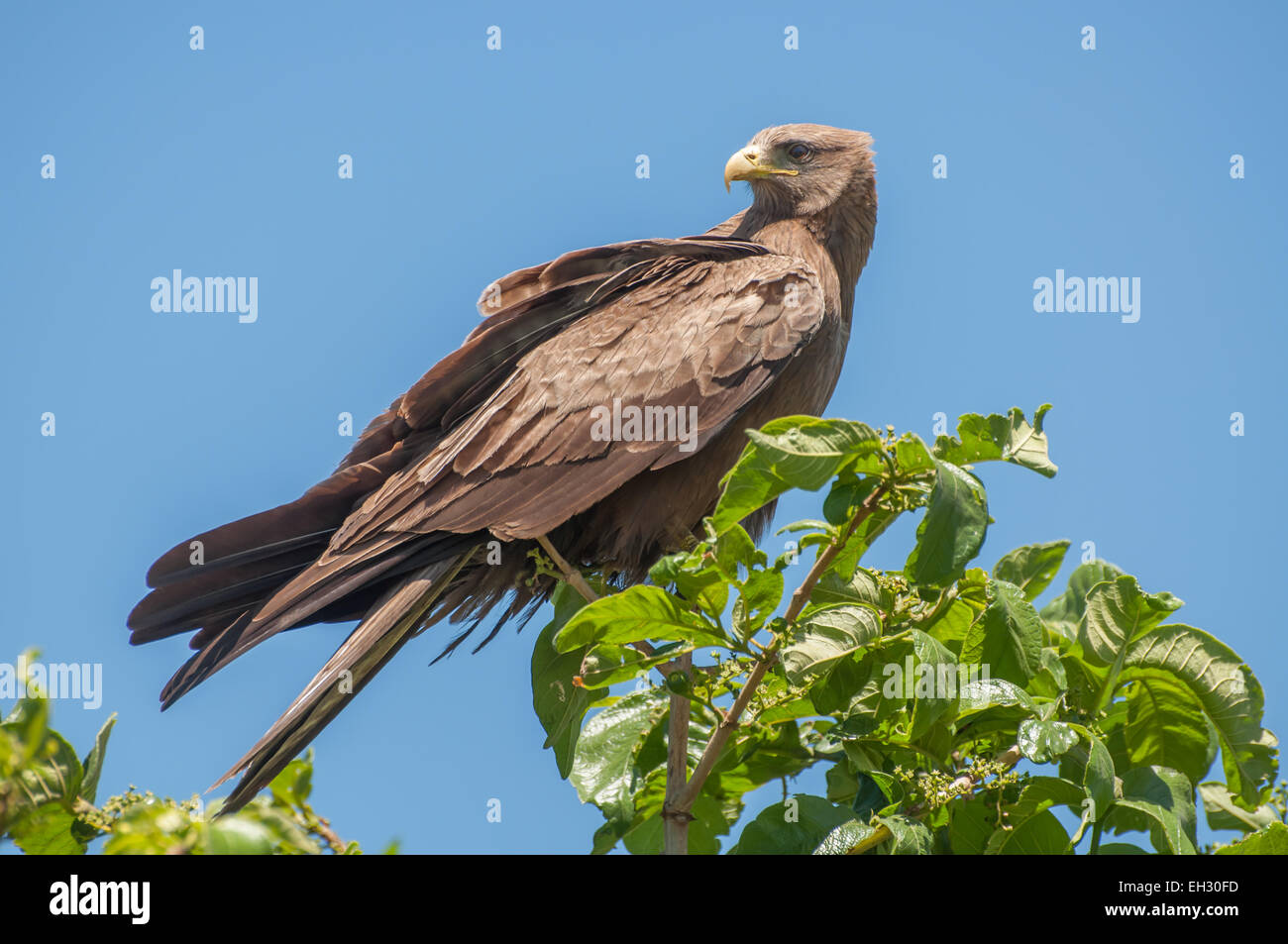 A Yellow Billed Kite sits in a tree top and awaits it's next opportunity to scavenge some food Stock Photo - Alamy A Yellow Billed Kite sits in a tree top and awaits it's next opportunity to scavenge some food Stock Photo - Alamy