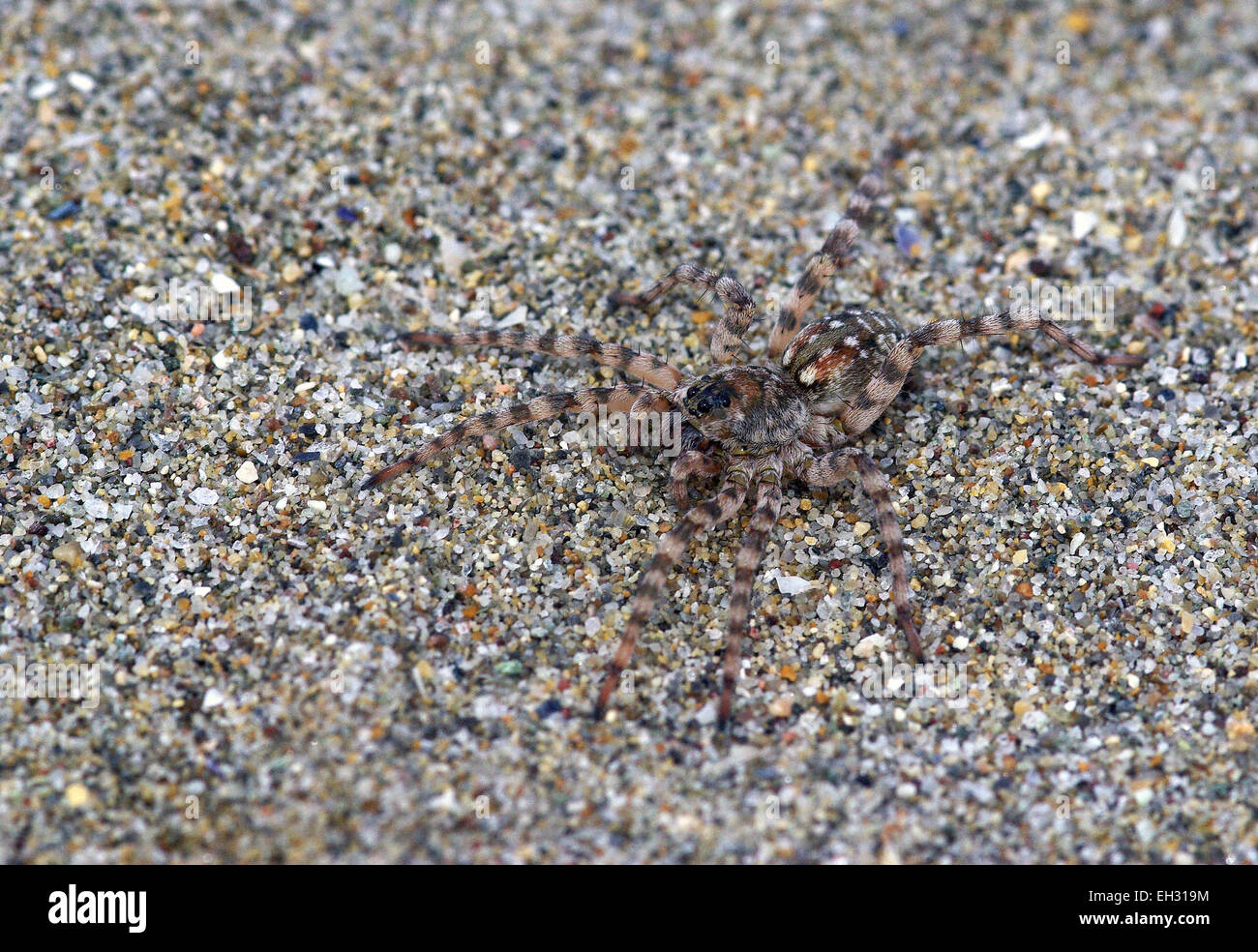 Spider Arctosa cinerea, camouflaged among the sand Stock Photo