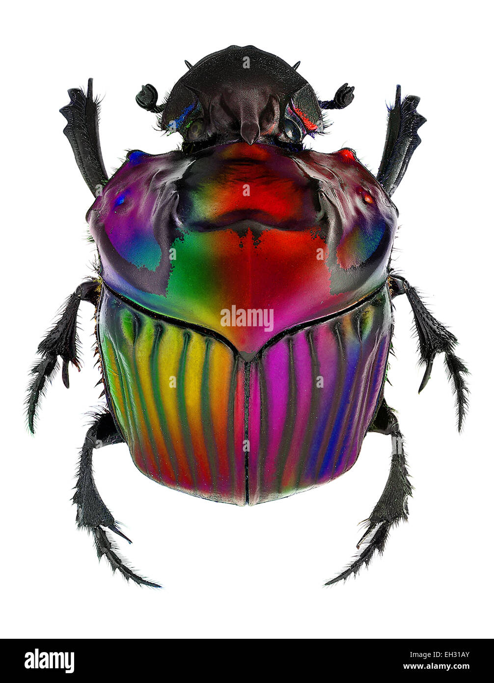 fantasy colors on Oxysternon conspicillatum dung beetle Stock Photo