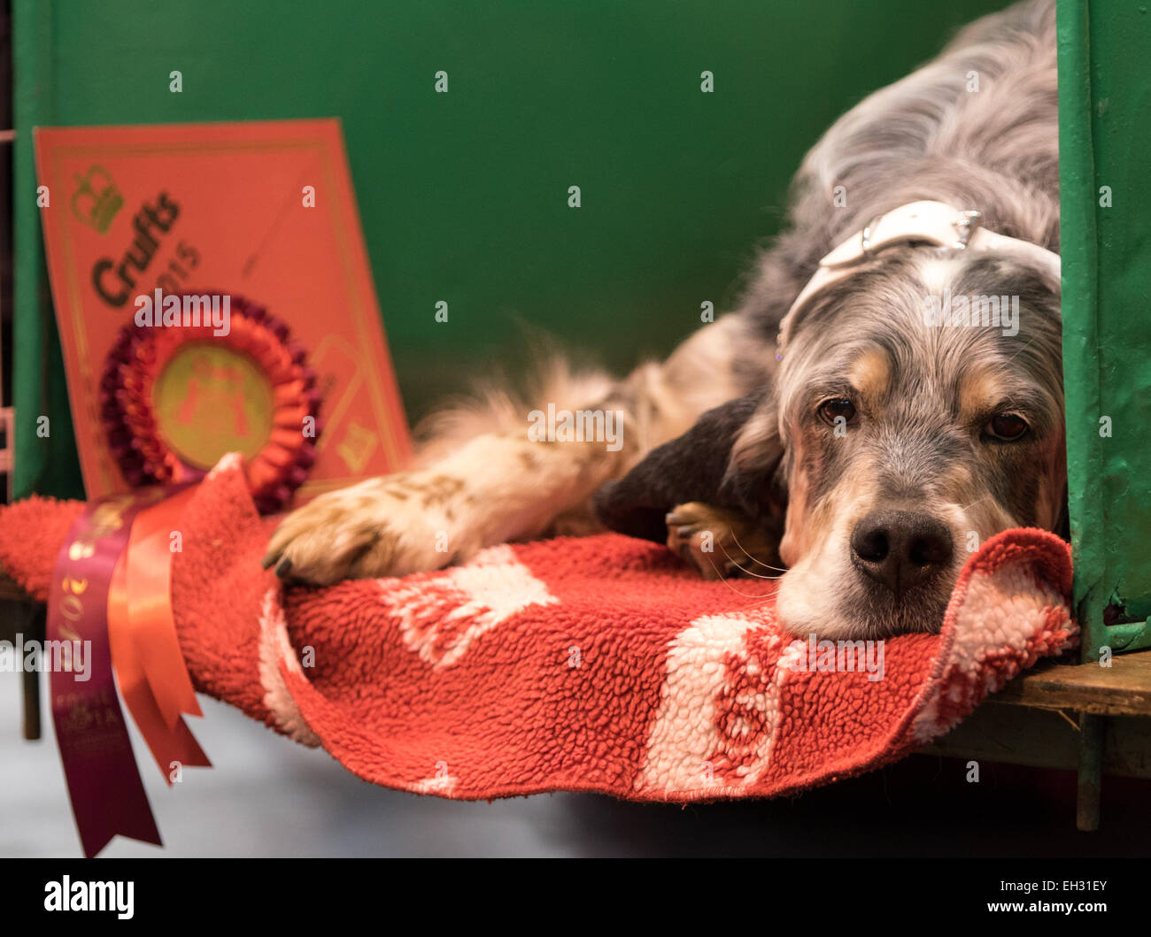 Birmingham, UK. 5th March, 2015. Crufts 2015 at NEC Birmingham, UK Credit:  Rebecca Goutorbe/Alamy Live News Stock Photo