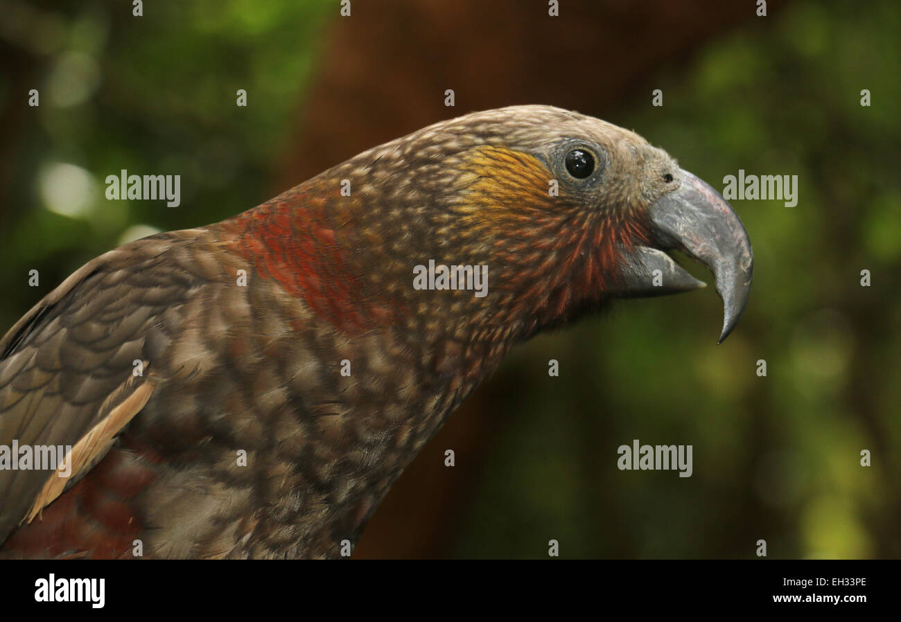 Kaka parrot bird Zealandia preserve, Wellington New Zealand Stock Photo