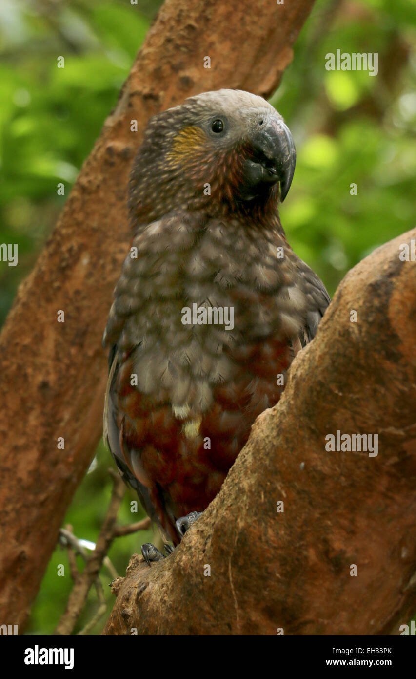 Kaka parrot bird Zealandia preserve, Wellington New Zealand Stock Photo
