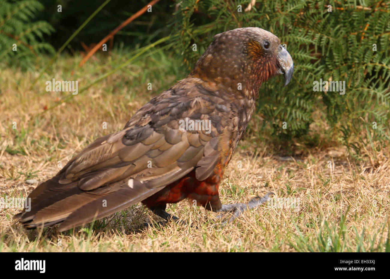 Kaka parrot bird Kapiti Island New Zealand Stock Photo