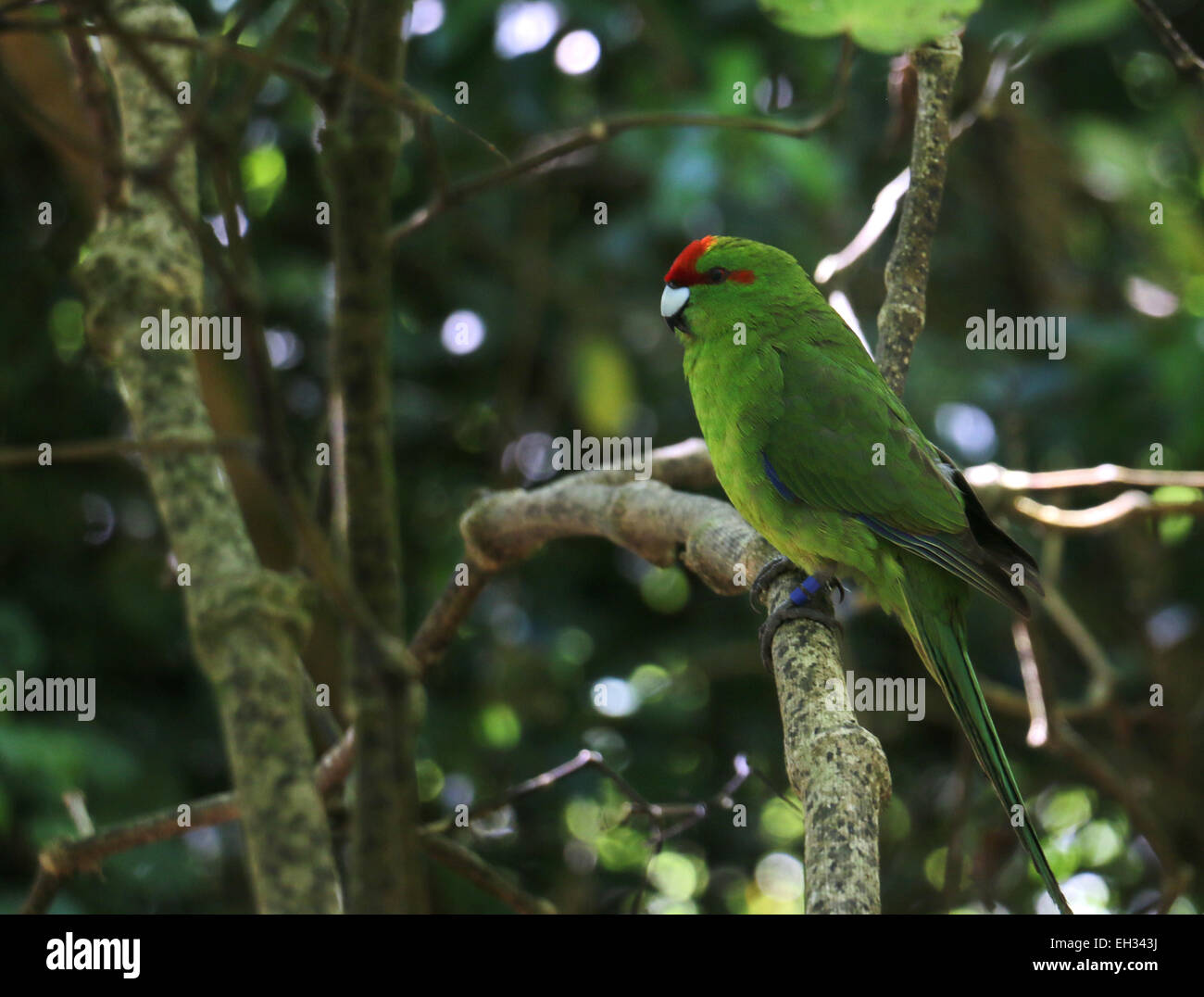 New Zealand parakeet kākāriki Zealandia preserve, Wellington New Zealand Stock Photo