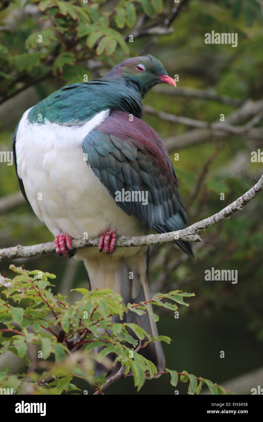 New Zealand pigeon preening, New Zealand Stock Photo