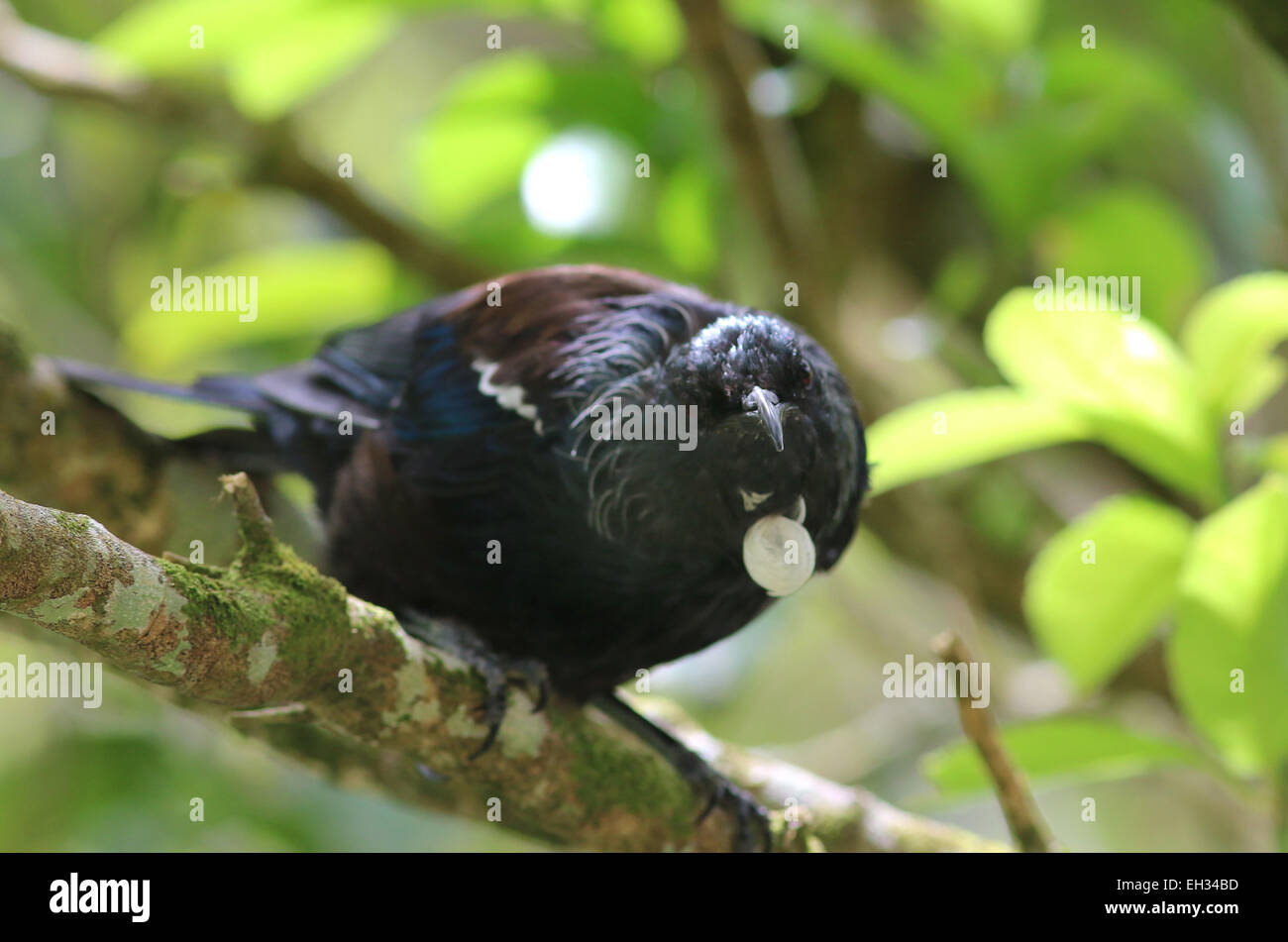 Tui bird Kapiti Island New Zealand Stock Photo