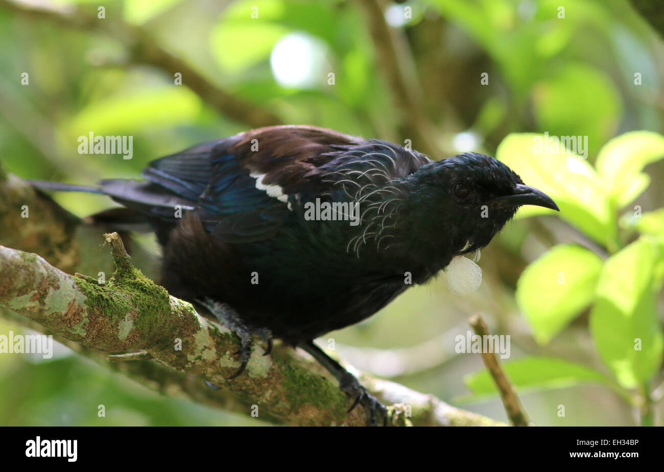 Tui bird Kapiti Island New Zealand Stock Photo