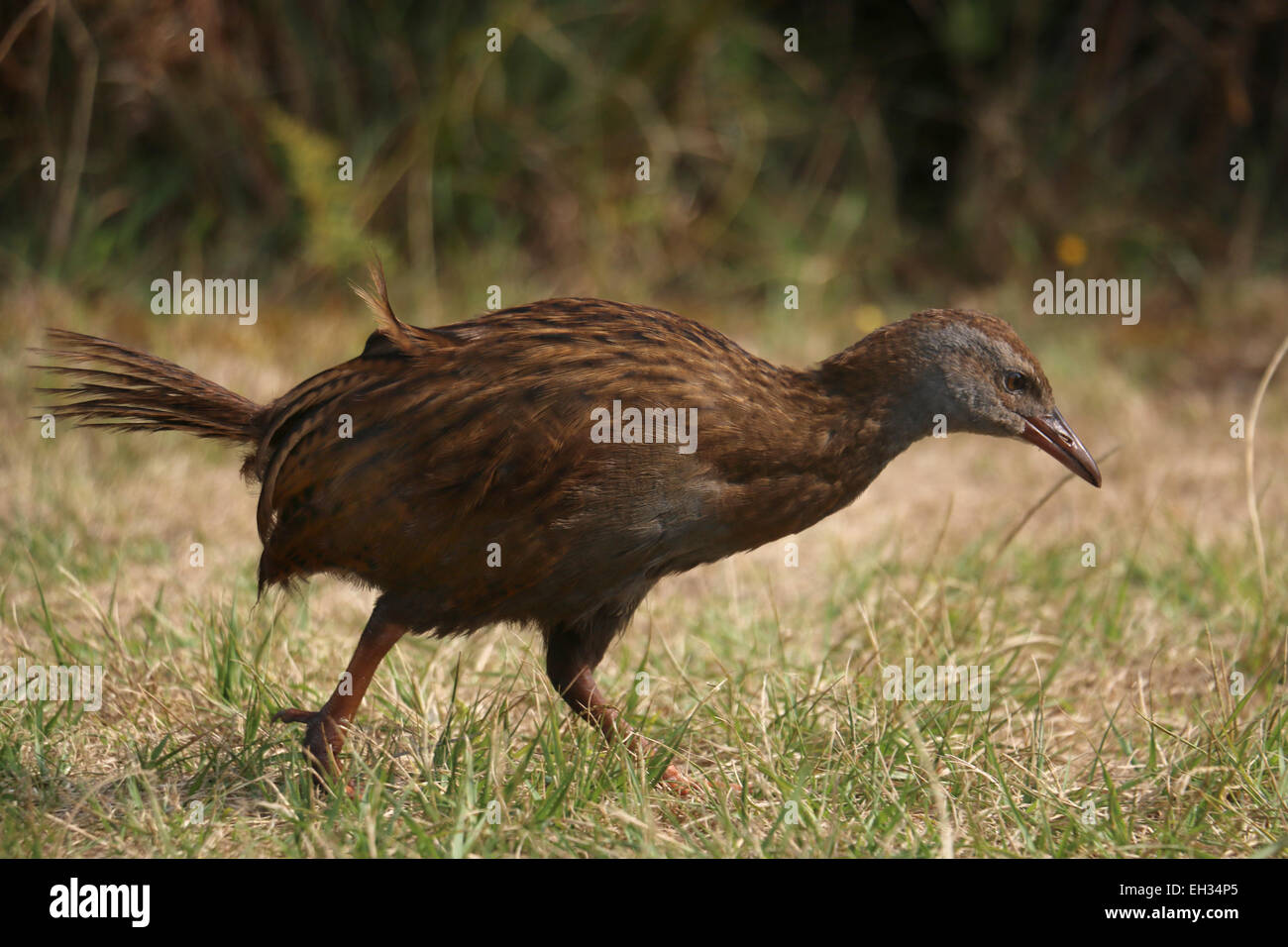 Weka flightless bird on Kapiti Island New Zealand Stock Photo Alamy
