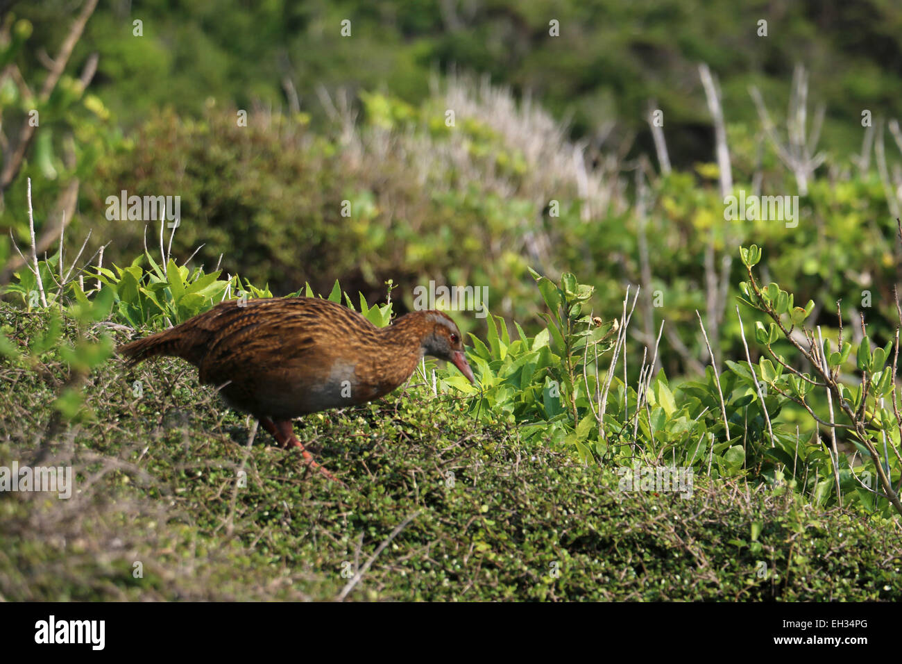 Weka flightless bird on Kapiti Island New Zealand Stock Photo Alamy