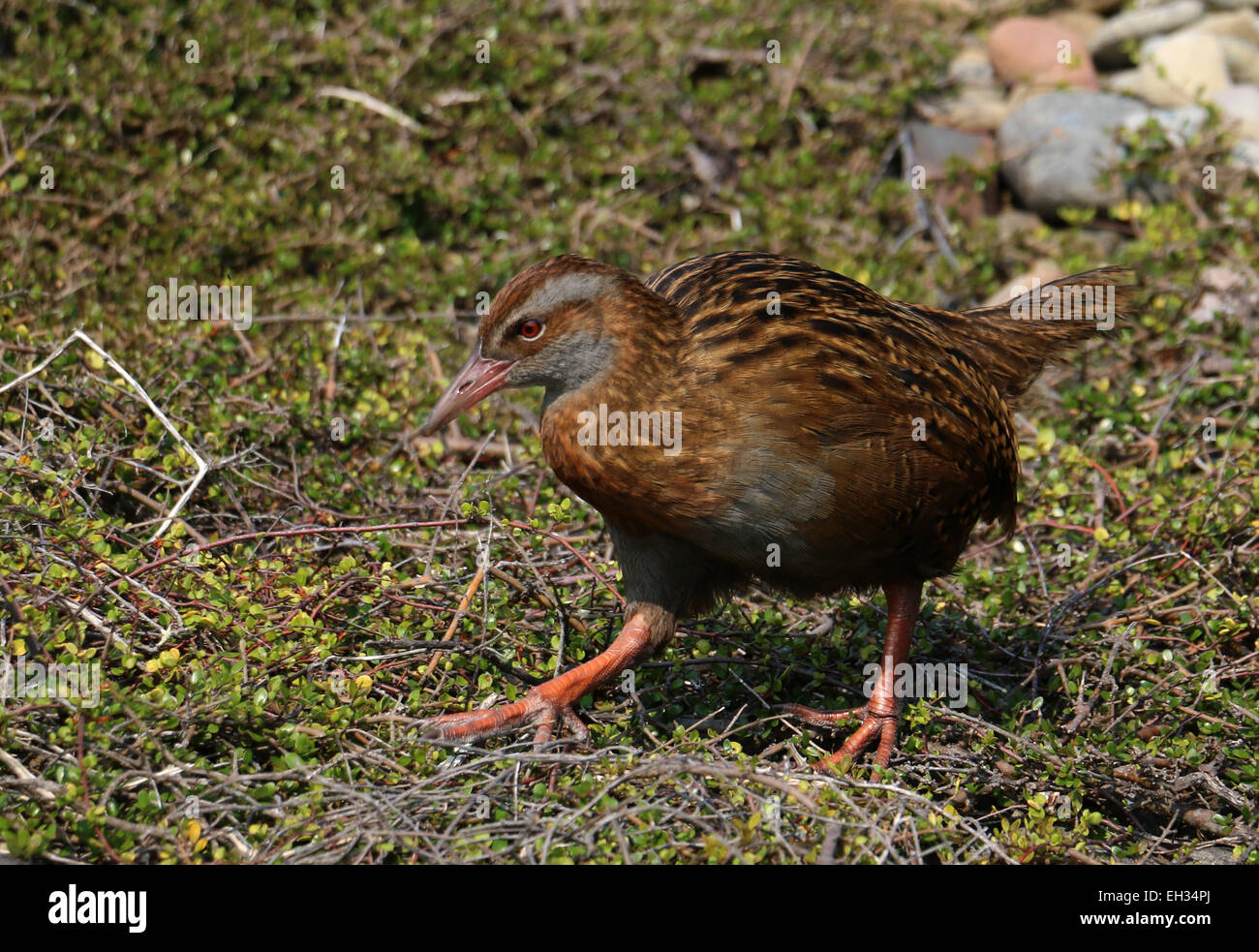 Weka flightless bird on Kapiti Island New Zealand Stock Photo