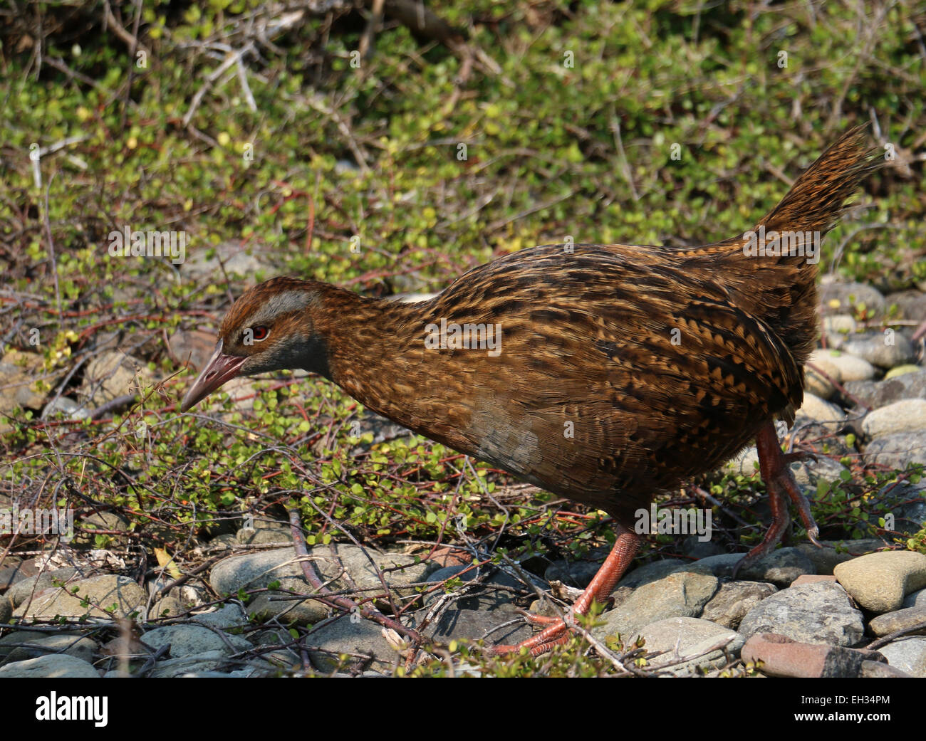 Weka flightless bird on Kapiti Island New Zealand Stock Photo Alamy