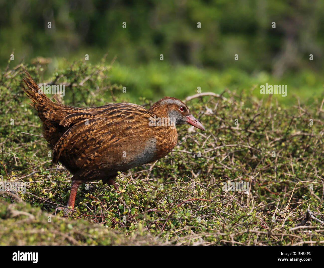 Weka flightless bird on Kapiti Island New Zealand Stock Photo Alamy