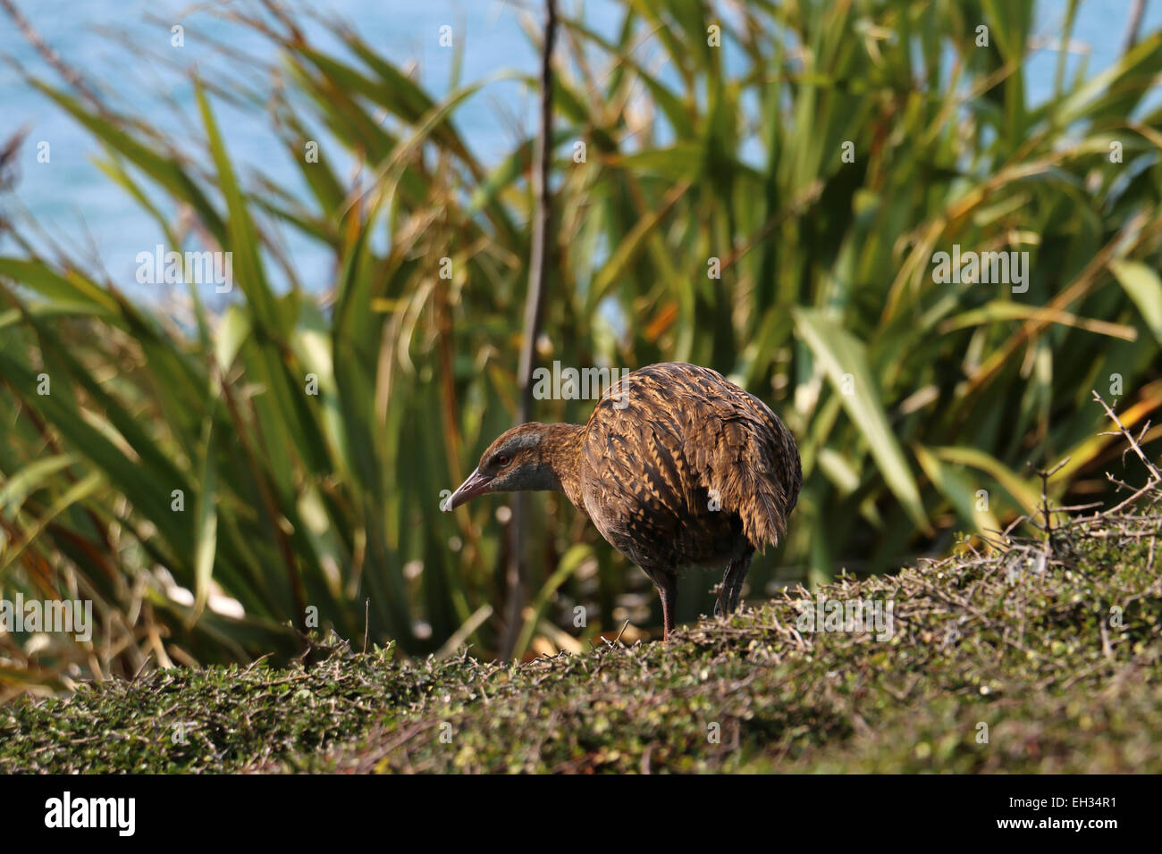 Weka flightless bird on Kapiti Island New Zealand Stock Photo