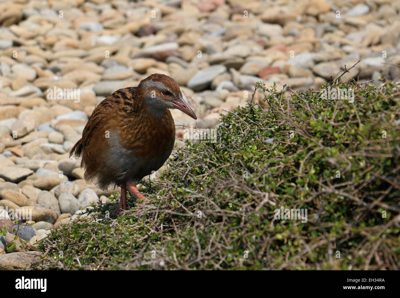 Weka flightless bird on Kapiti Island New Zealand Stock Photo Alamy
