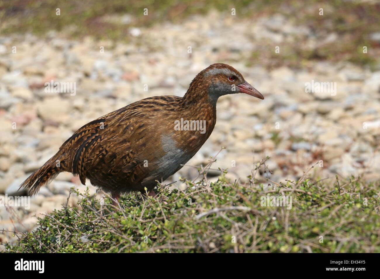 Weka flightless bird on Kapiti Island New Zealand Stock Photo Alamy
