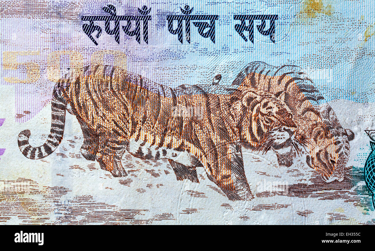 Two tigers from 500 rupees banknote, Nepal, 2008 Stock Photo