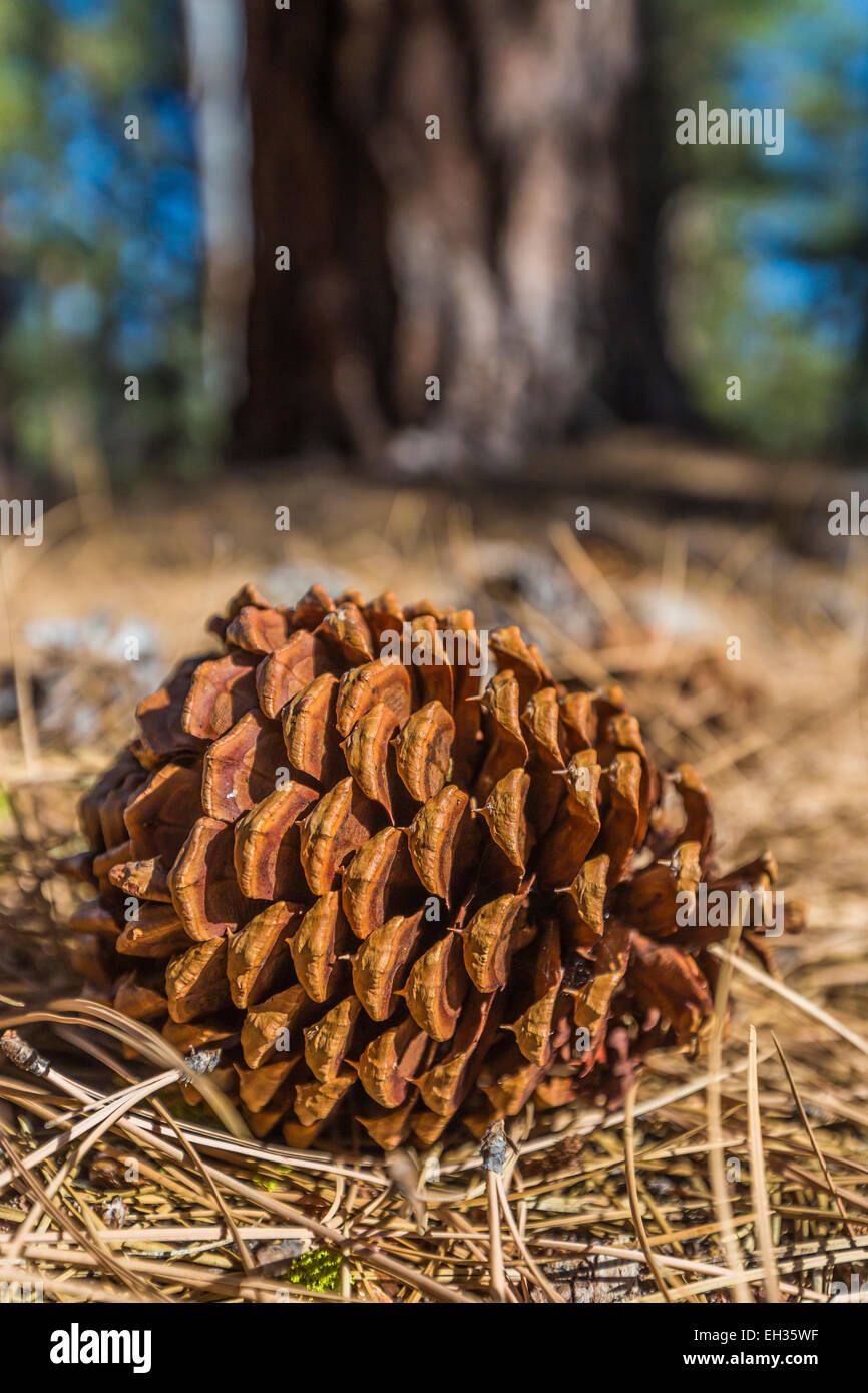 Ponderosa Pine cone and fallen needles along the Cinder Cone Nature Trail in Lassen Volcanic National Park, California, USA Stock Photo
