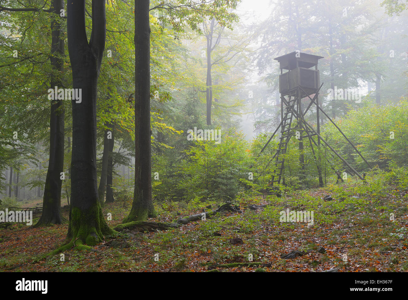 Bavarian beech hires stock photography and images Alamy
