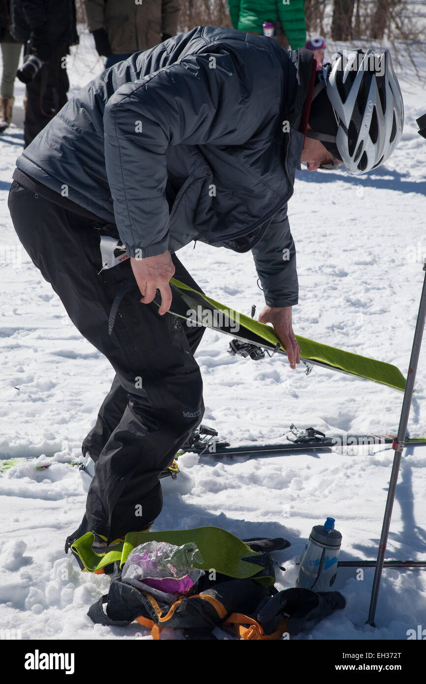 An skier at the halfway mark adds skins to his skis at Thunderbolt Ski Race in March 2015 on Mount Greylock, Adams, MA. Stock Photo