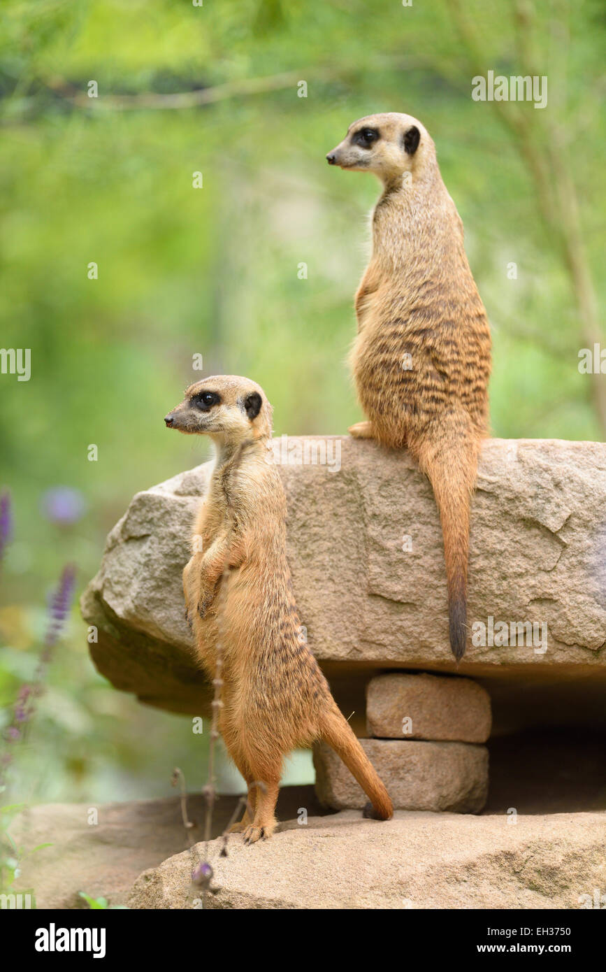 Animals without legs hi-res stock photography and images - Alamy Animals without legs hi-res stock photography and images - Alamy