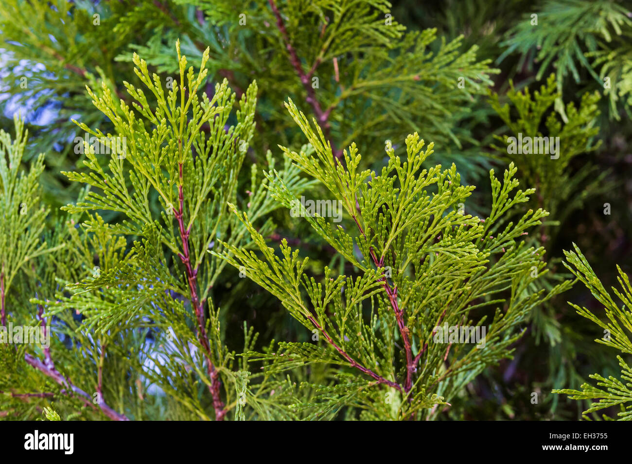Incense-Cedar, Calocedrus decurrens, aka Libocedrus decurrens, needles in Lassen National Forest, California, USA Stock Photo