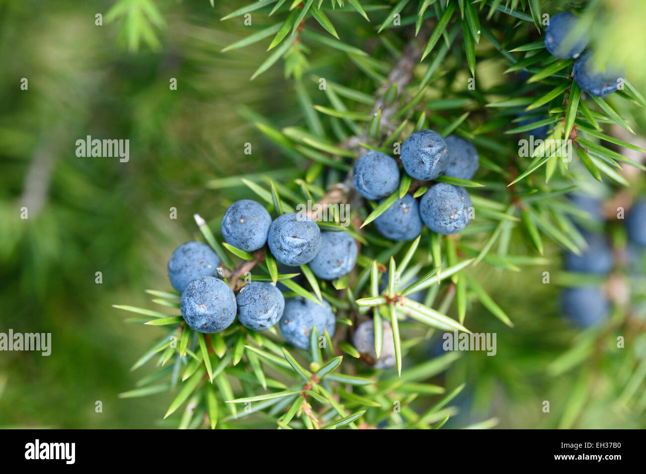 Close-up of common juniper (juniperus communis) fruits in late summer, Upper Palatinate, Bavaria, Germany Stock Photo