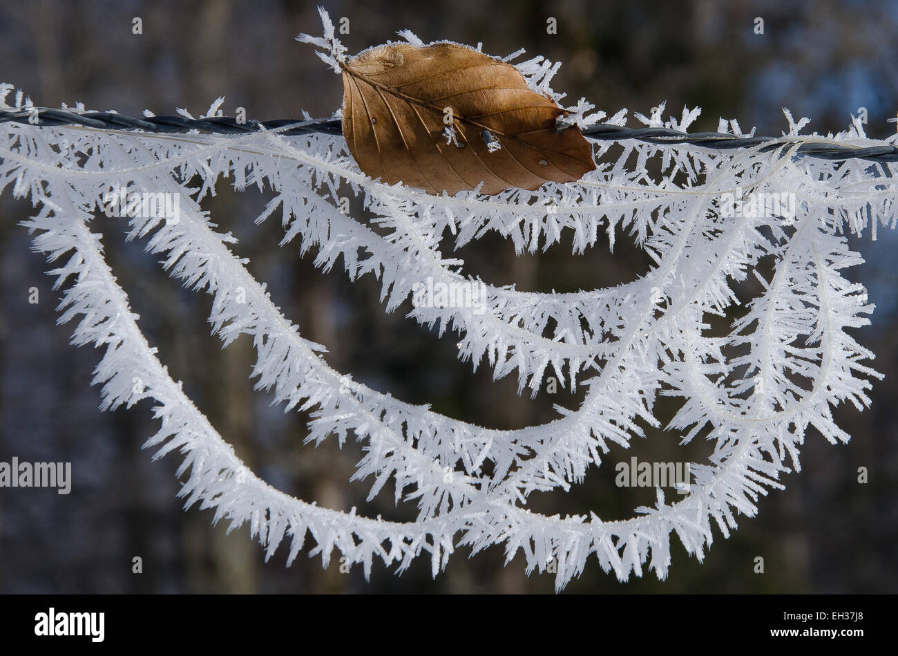 hoar frost white frost glazed frost Stock Photo Alamy