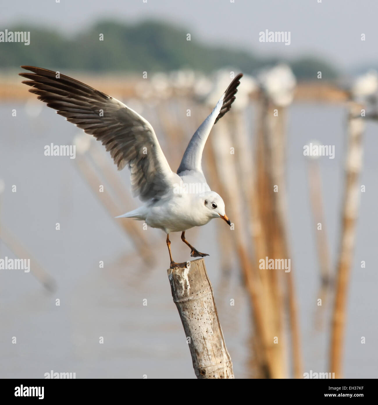 Seagull landing on a pole Stock Photo