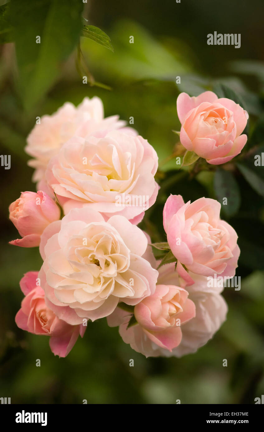 Musk Rose High Resolution Stock Photography and Images - Alamy