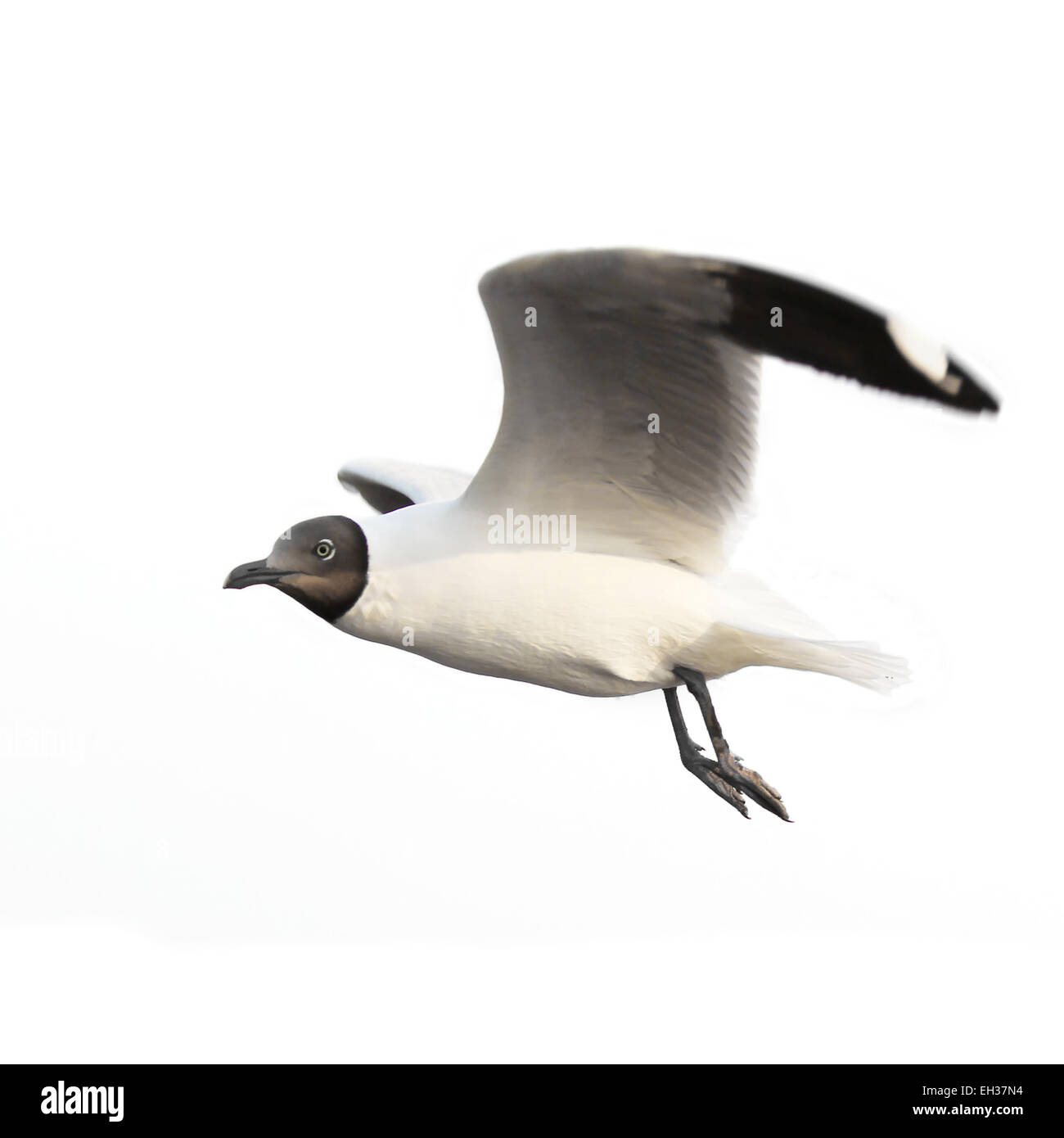 Flying seagull  isolated on white background Stock Photo