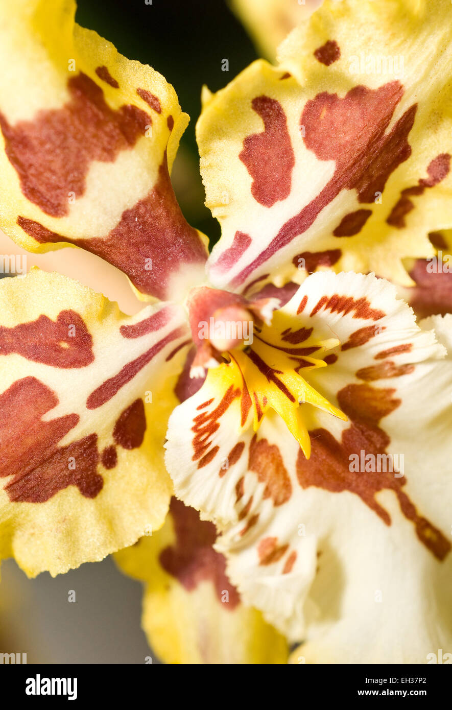 Close-up of orchid flower in Keukenhof perk Stock Photo