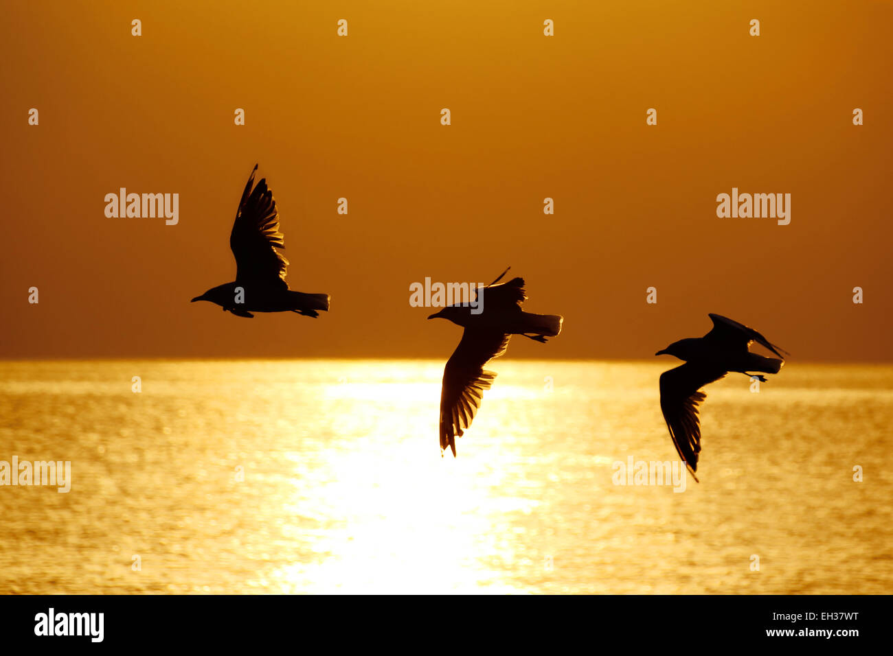 Silhouette of the flying seagull Stock Photo