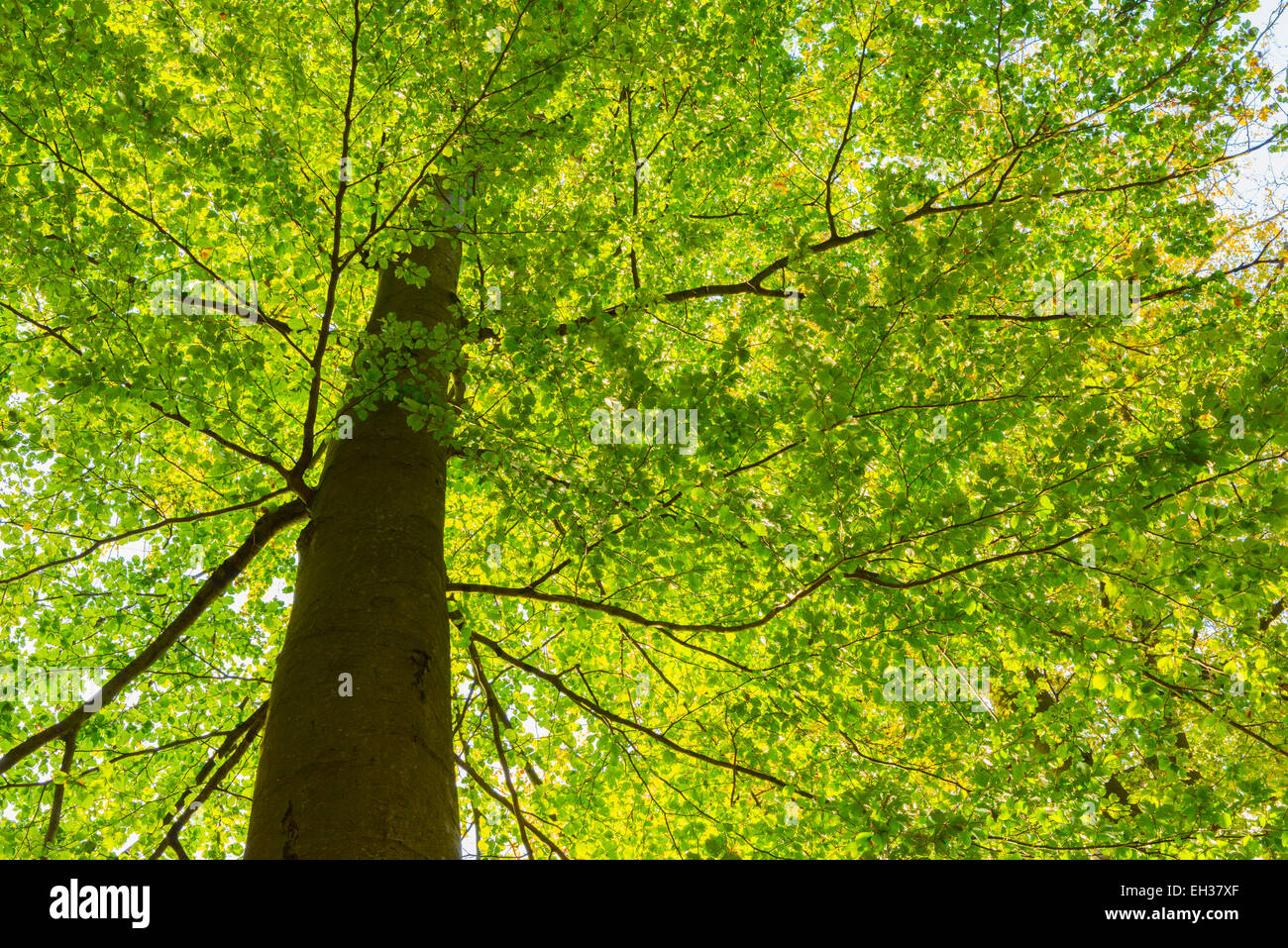 Low Angel View of European Beech Tree (Fagus sylvatica), Nature Park, Spessart, Bavaria, Germany Stock Photo