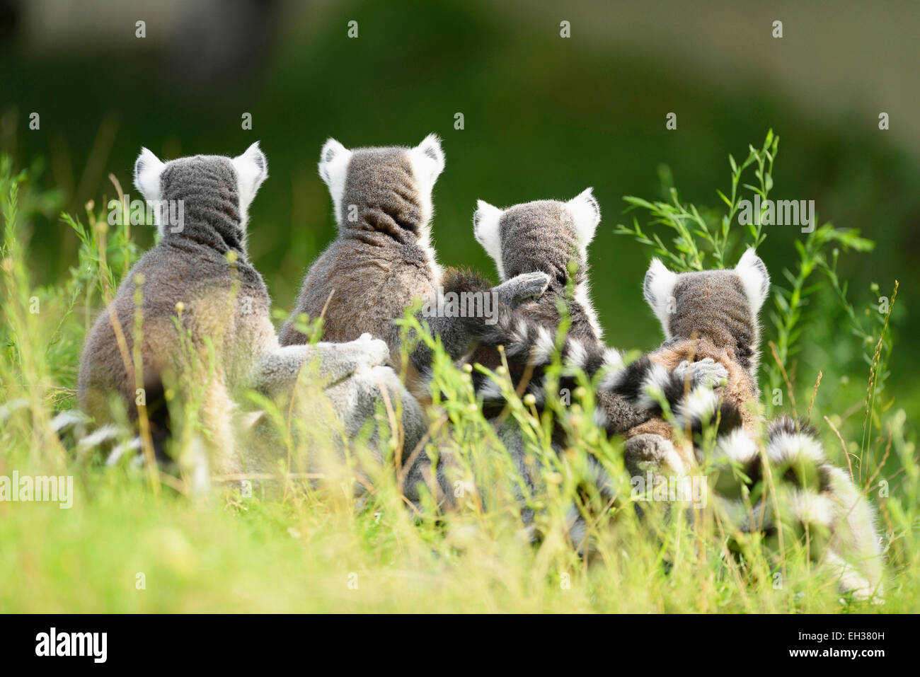 Close-up back view of four, ring-tailed lemurs (Lemur catta) on a meadow in summer, Zoo Augsburg, Swabia, Bavaria, Germany Stock Photo