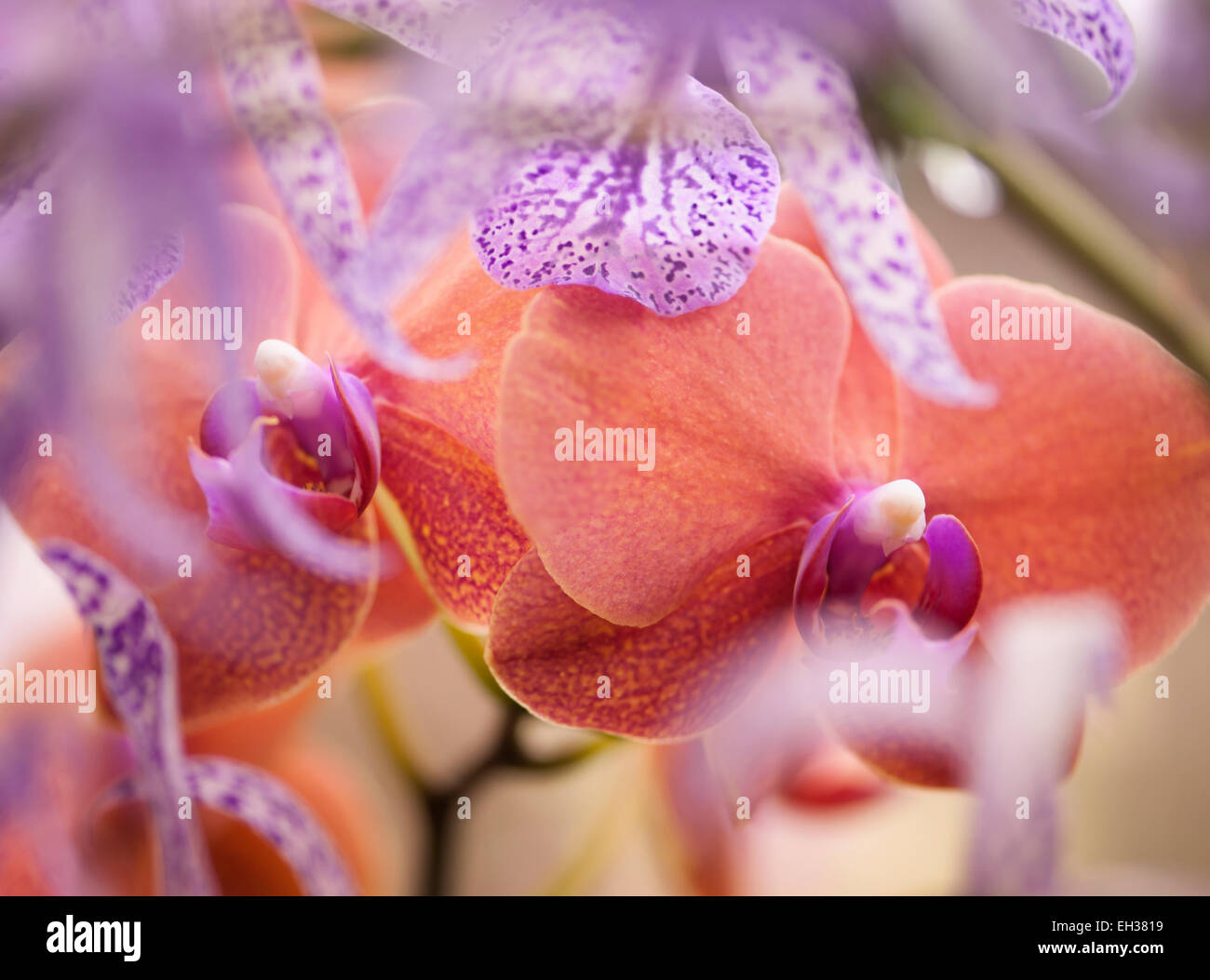 Brassocattleya Orchid Maikai 'Louise' and Orange Doritaenopsis Orchid Surf Song Stock Photo