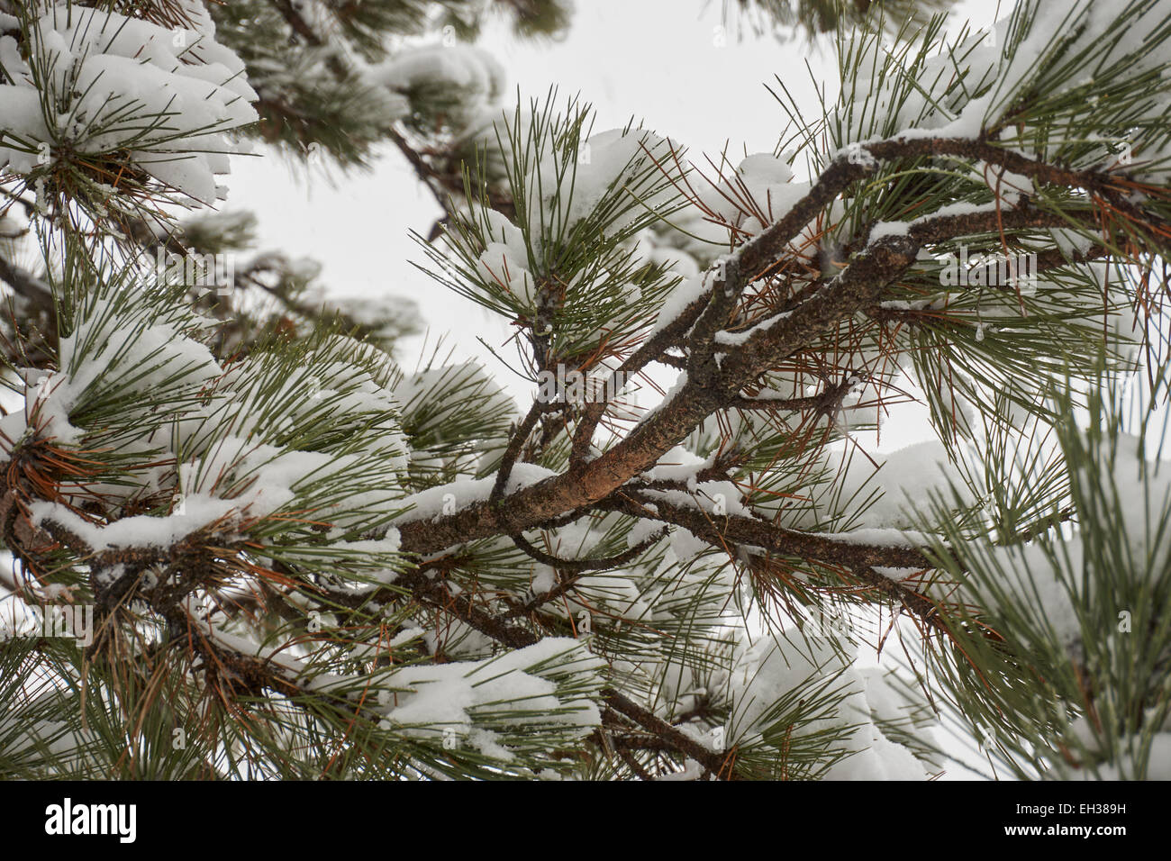 Snow on Evergreen Trees, Edison, New Jersey, USA Stock Photo
