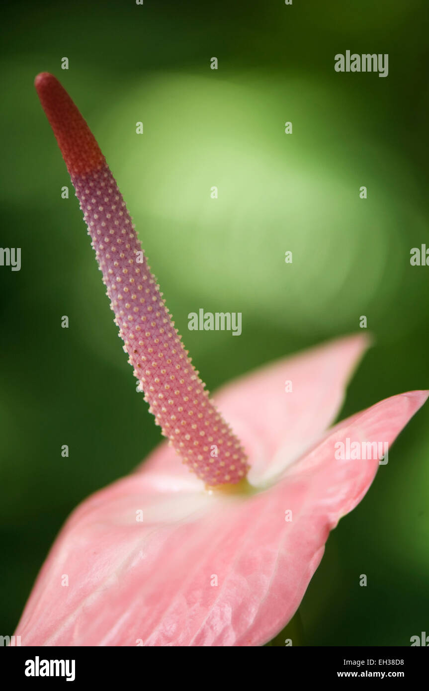 Anthurium andreanum inflorescence Stock Photo