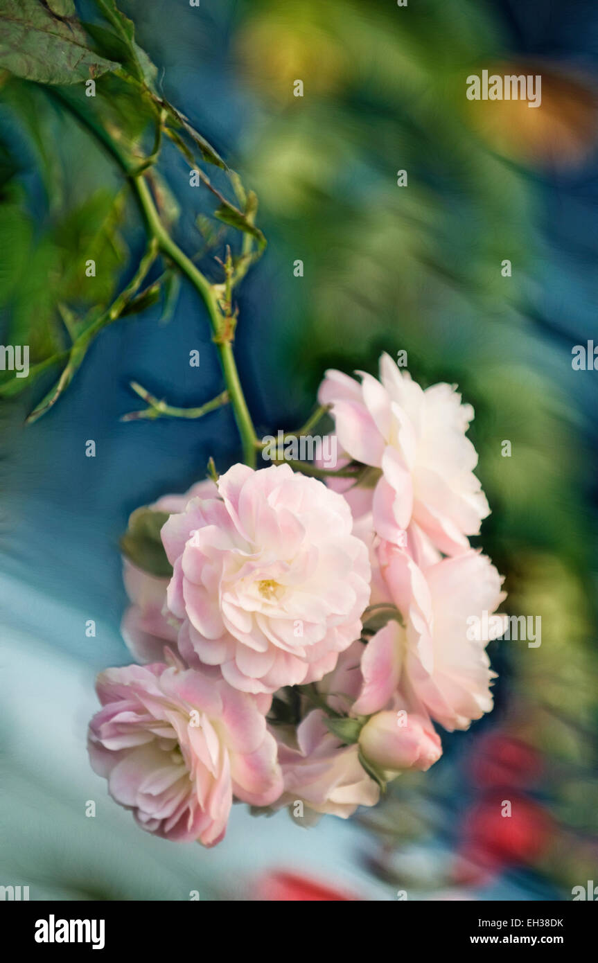 White musk rose hires stock photography and images Alamy