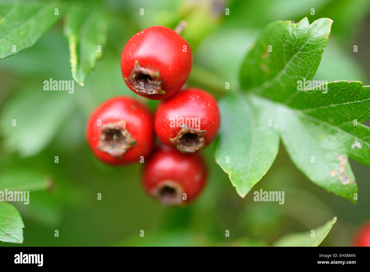 Closeup of Midland Hawthorn (Crataegus laevigata) Fruits in Late