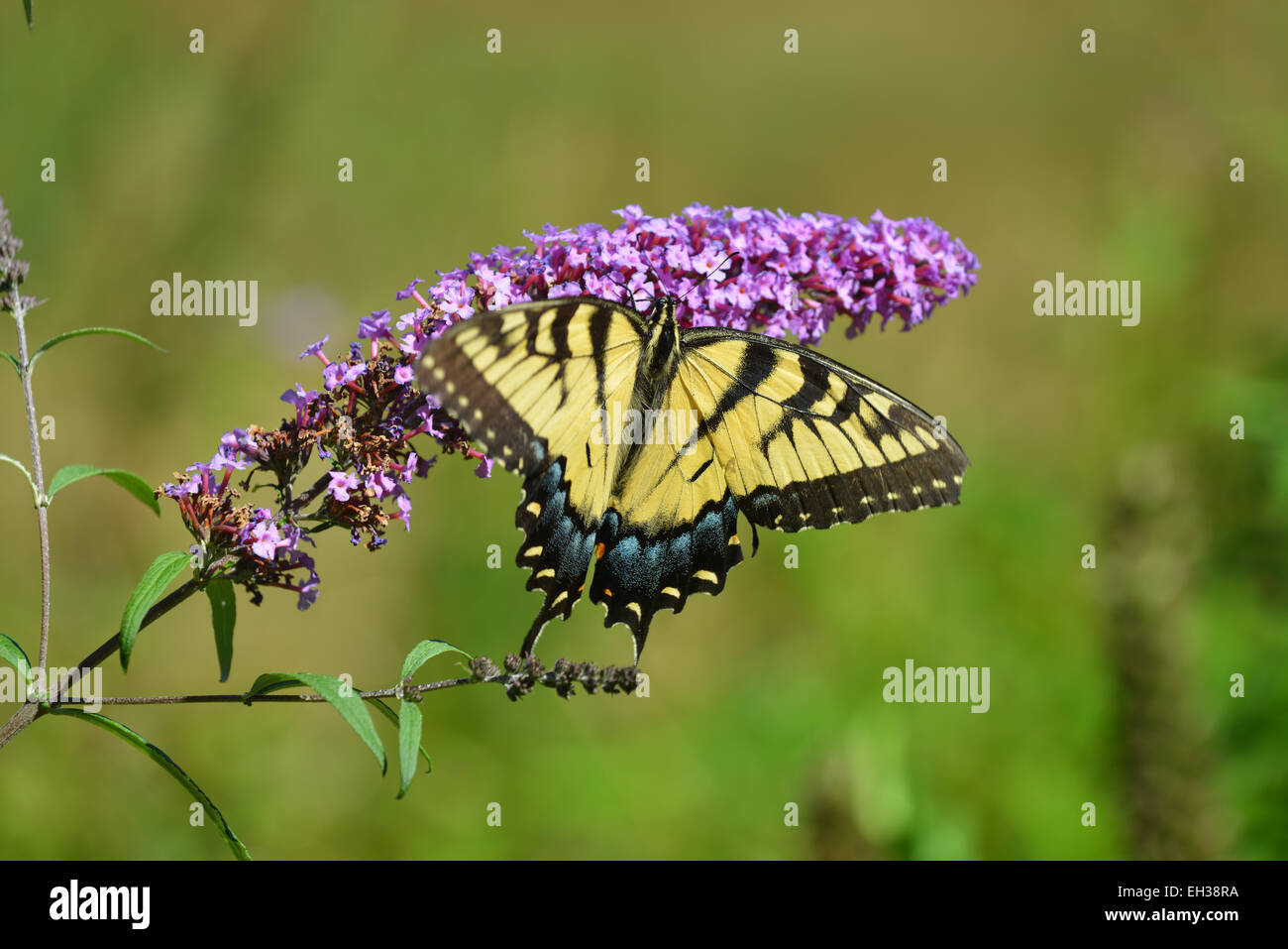 Colorful Butterfly resting on a flower Stock Photo - Alamy